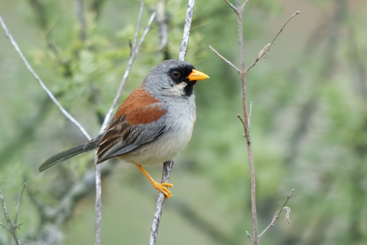 Buff-bridled Inca-Finch - ML632018917