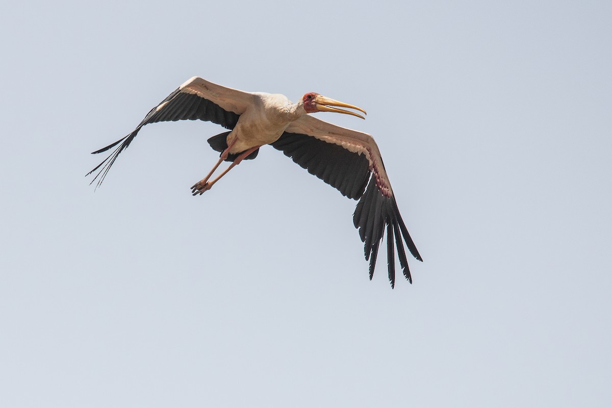 Yellow-billed Stork - ML632018998