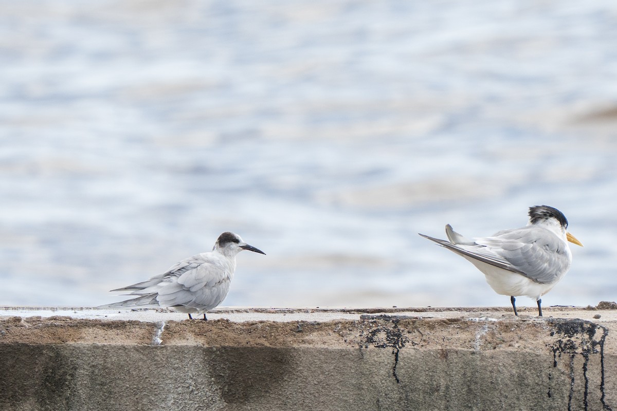Common Tern - ML632019045