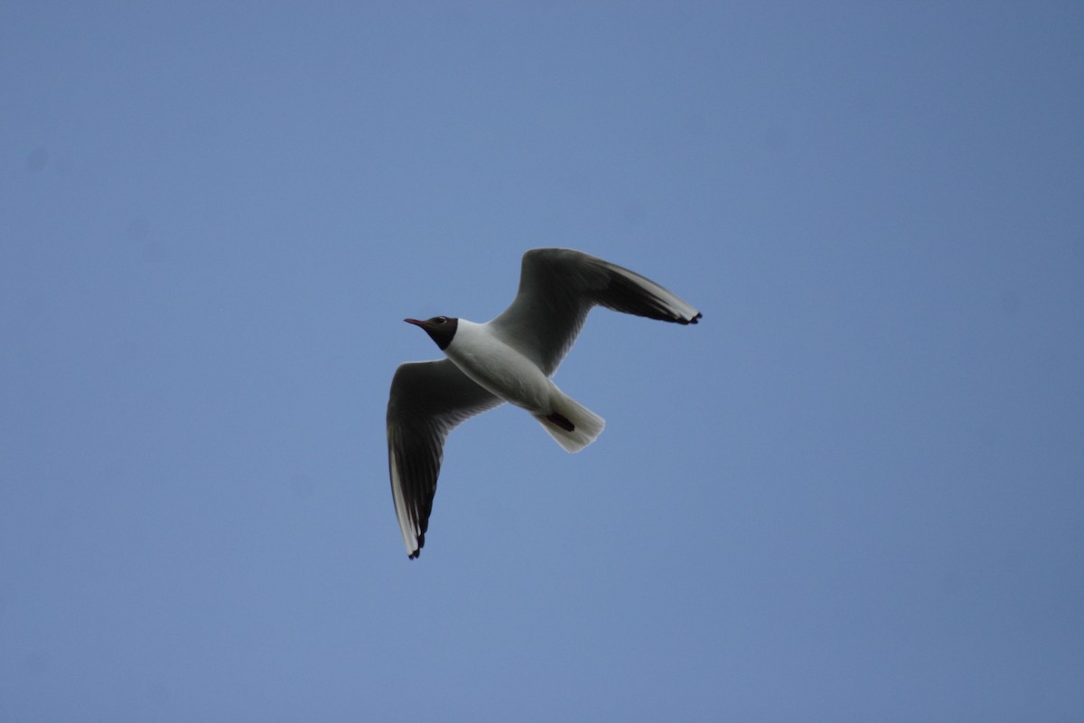 Mouette rieuse - ML632019069
