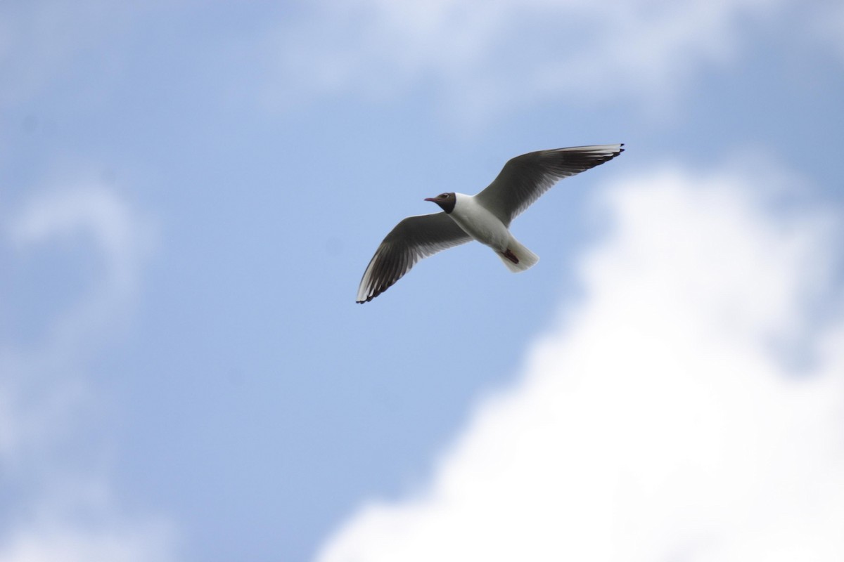 Mouette rieuse - ML632019070