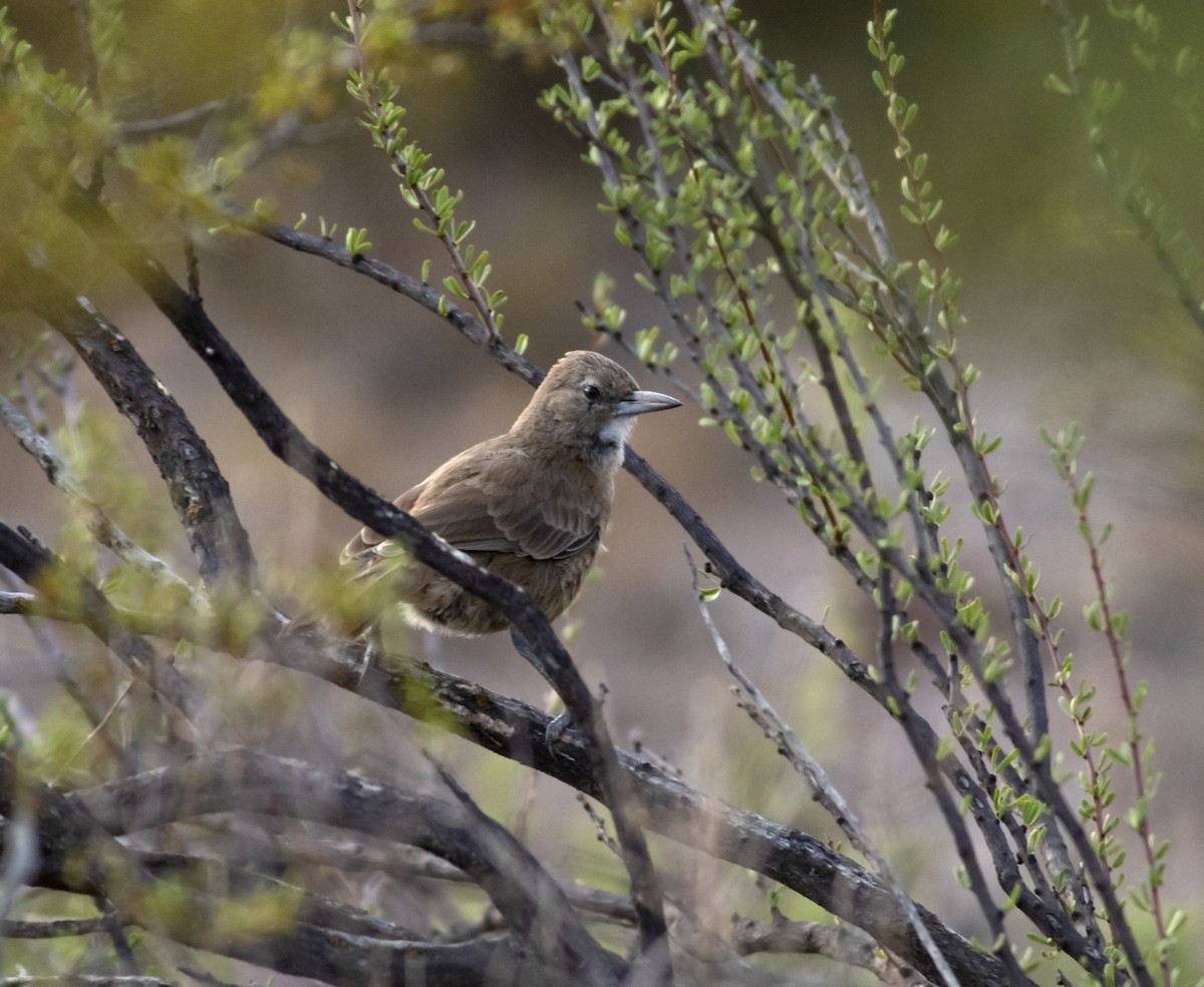 White-throated Cacholote - ML632019111