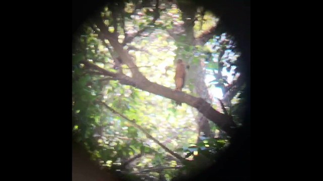 Collared Forest-Falcon - ML632019166