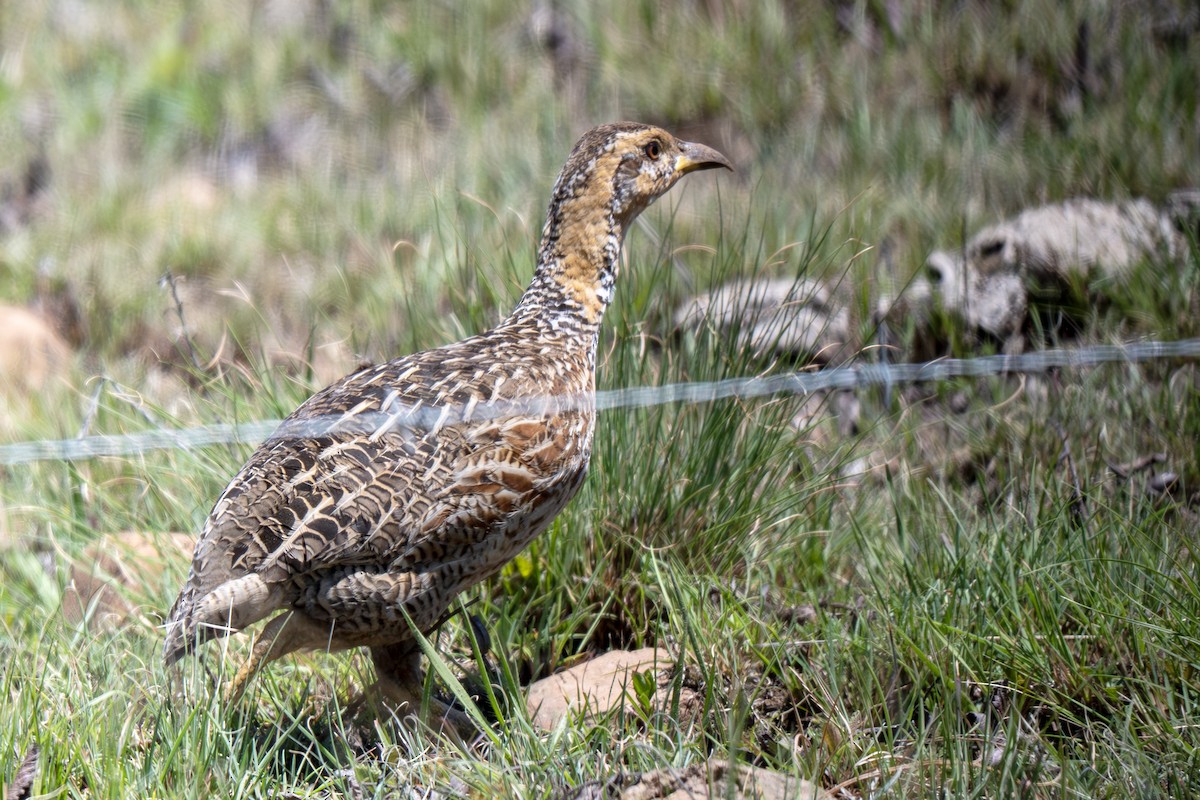 Red-winged Francolin - ML632019485