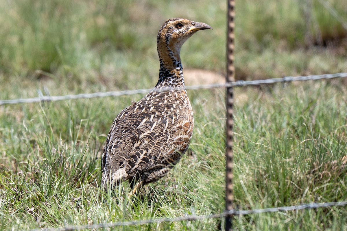 Red-winged Francolin - ML632019486