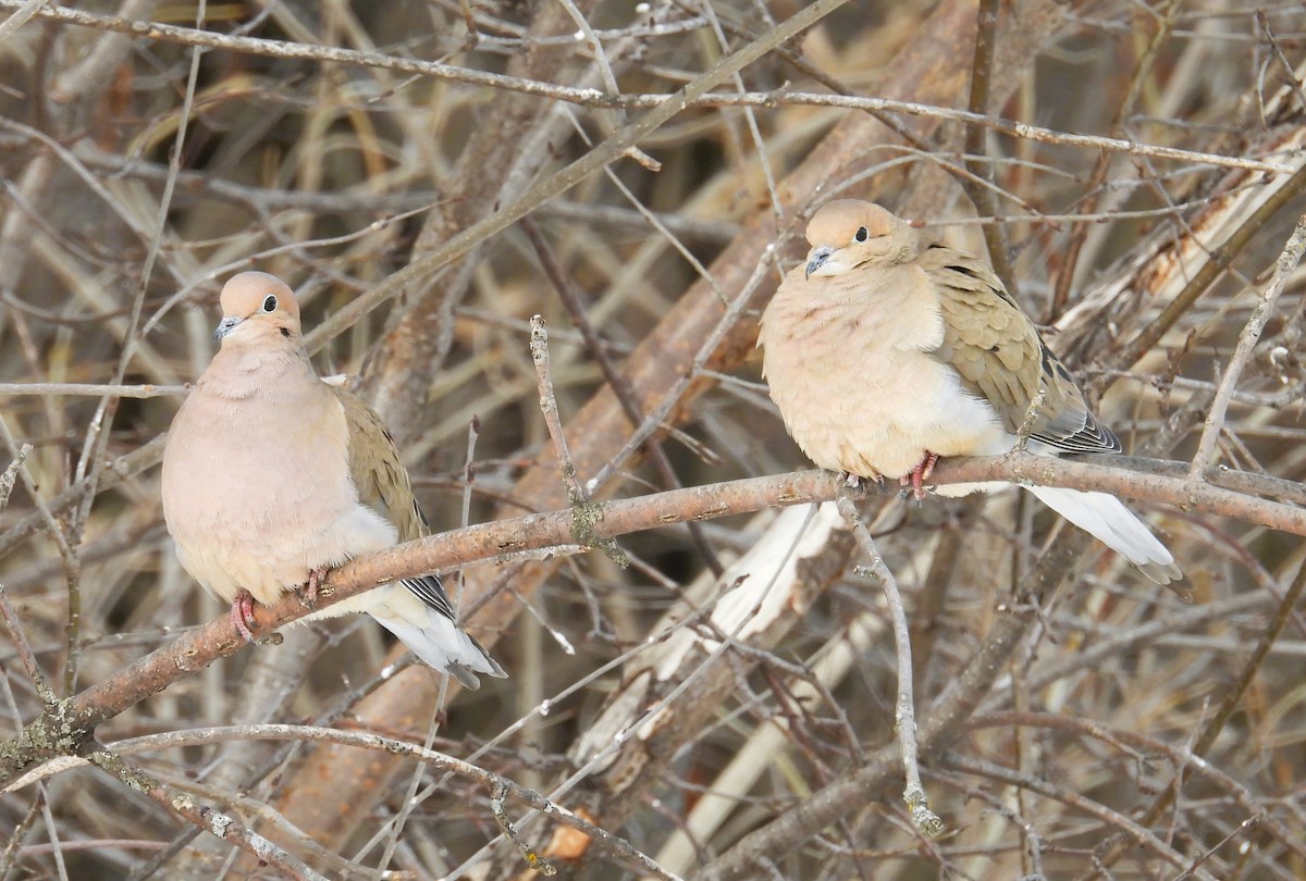 Mourning Dove - ML632019526