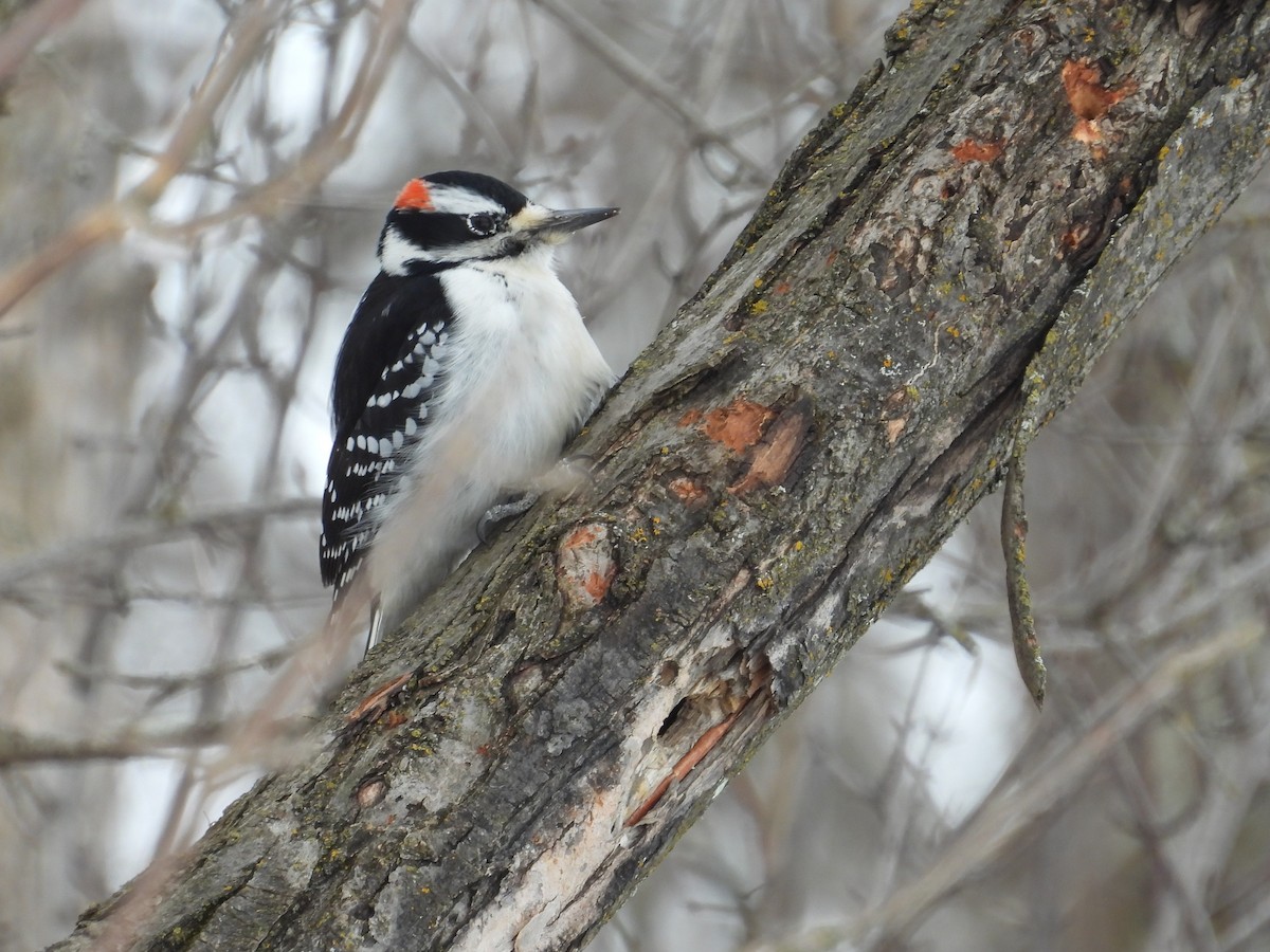 Hairy Woodpecker - ML632019543