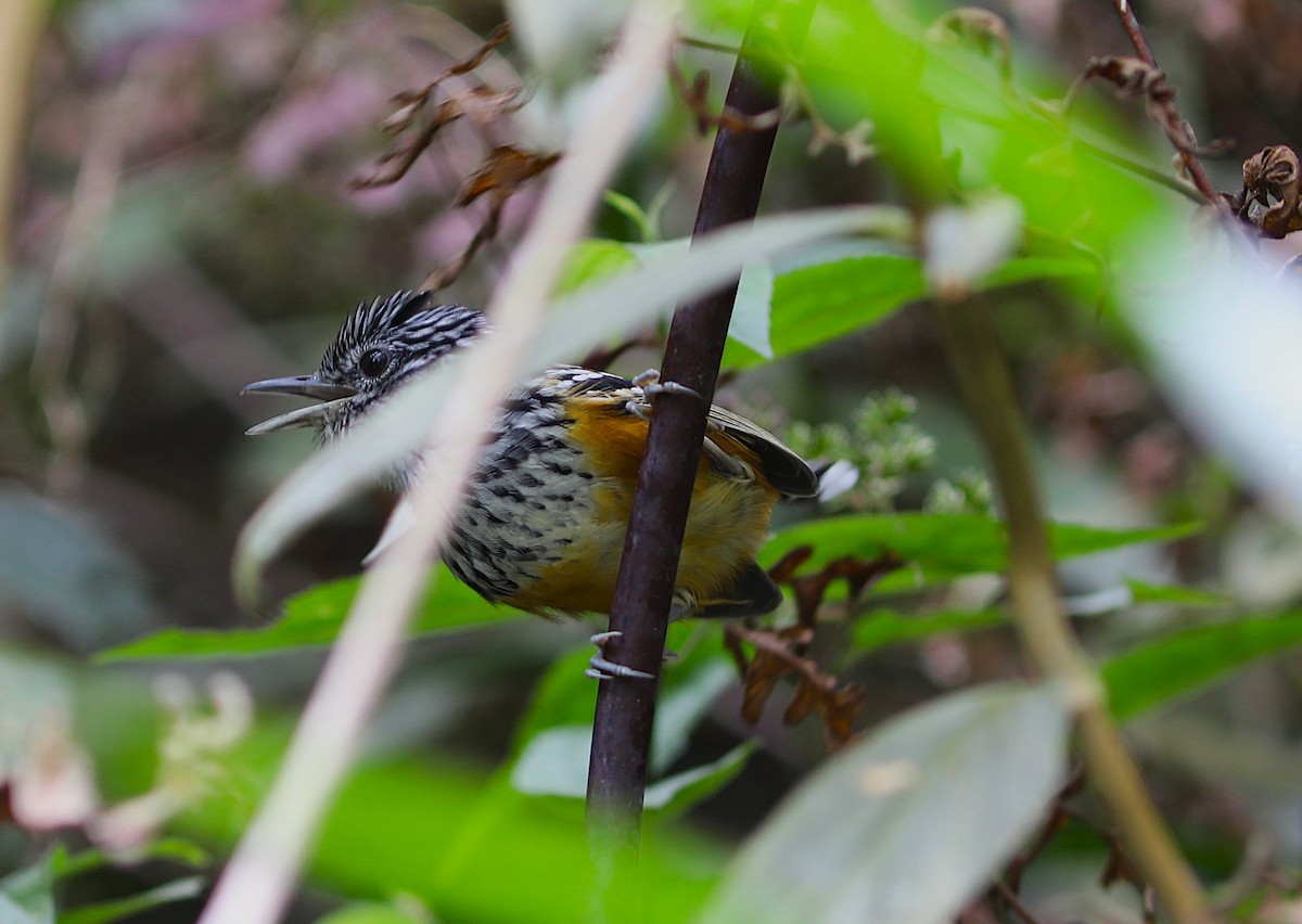 East Andean Antbird - ML632019611