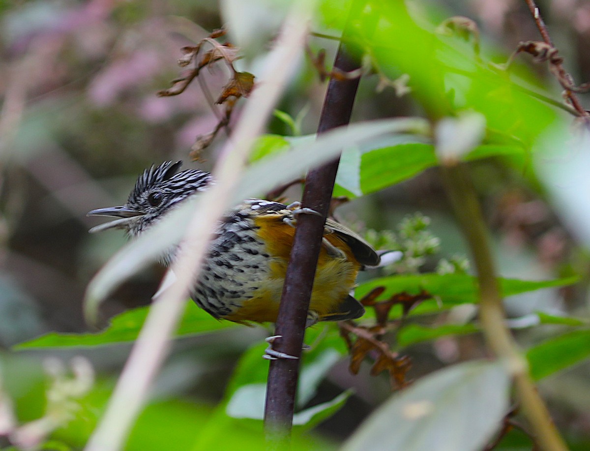 East Andean Antbird - ML632019612