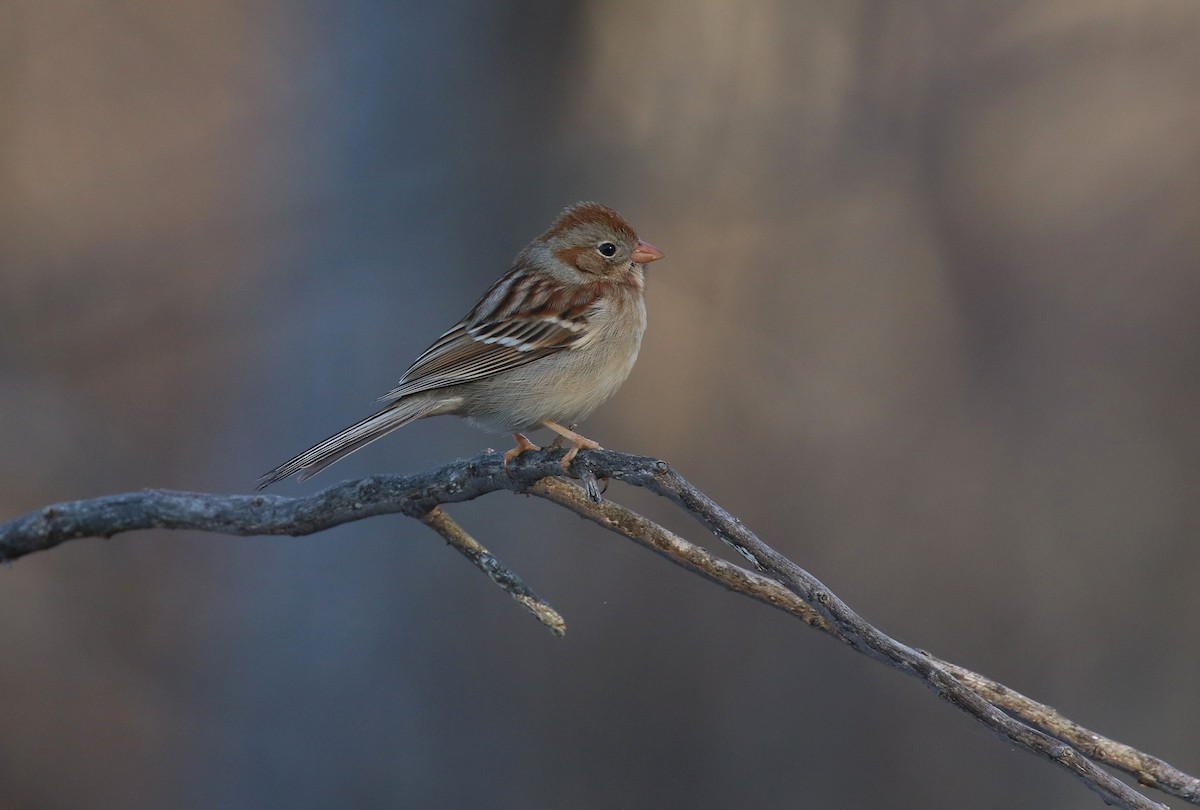Field Sparrow - ML632019616