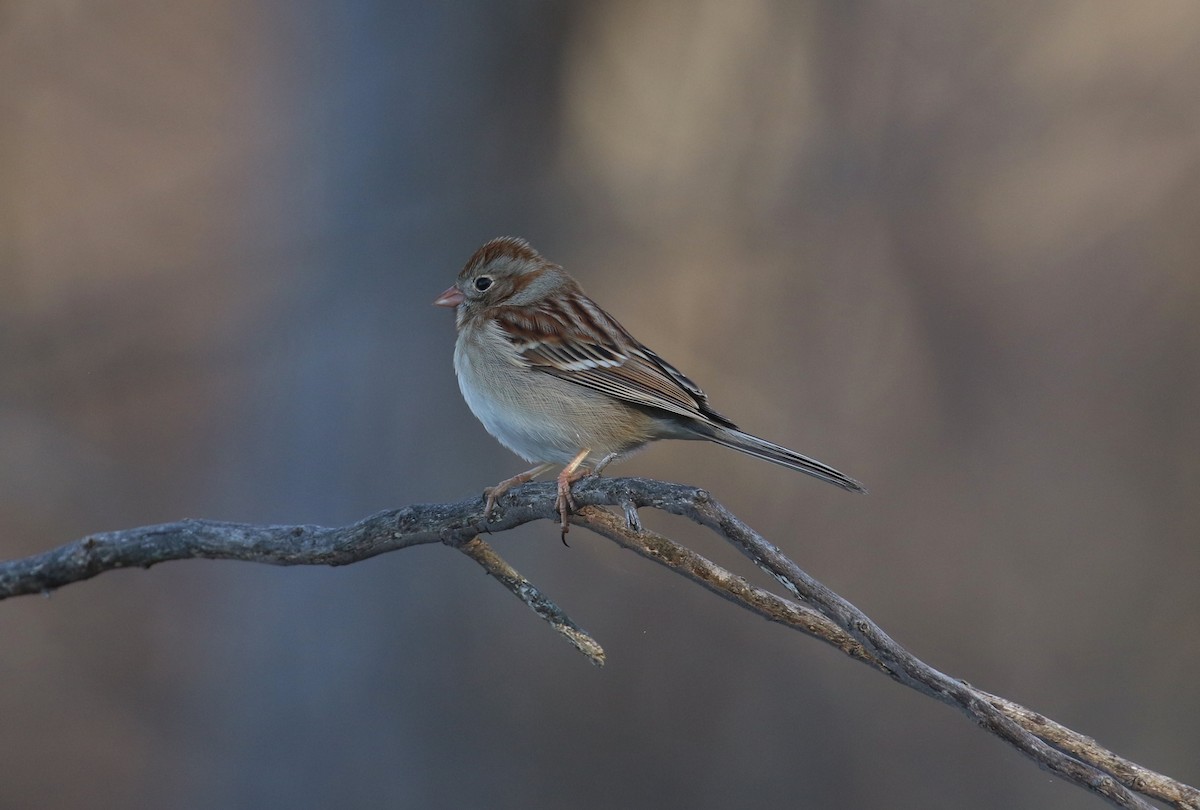 Field Sparrow - ML632019617