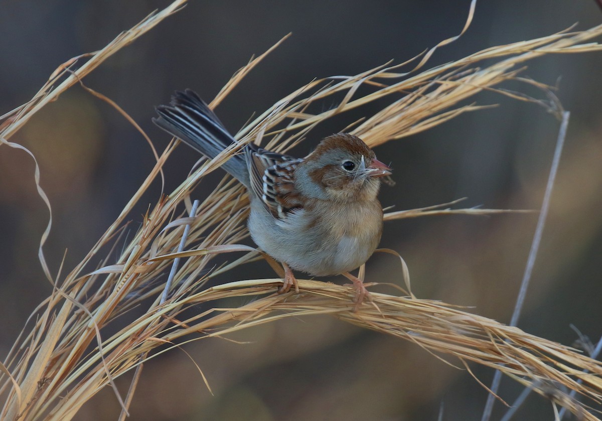 Field Sparrow - ML632019618