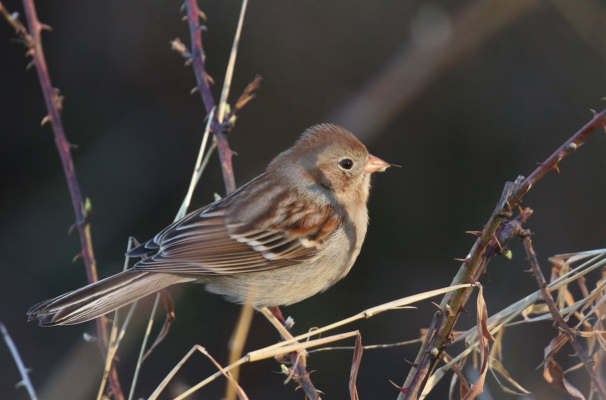 Field Sparrow - ML632019619