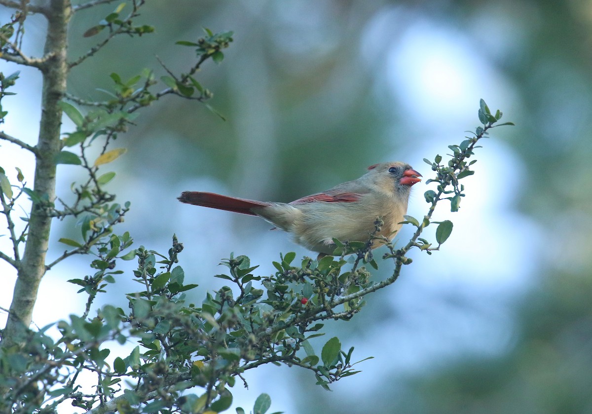 Northern Cardinal - ML632019624