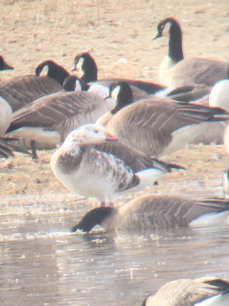 Snow/Ross's x Cackling/Canada Goose (hybrid) - ML632019760