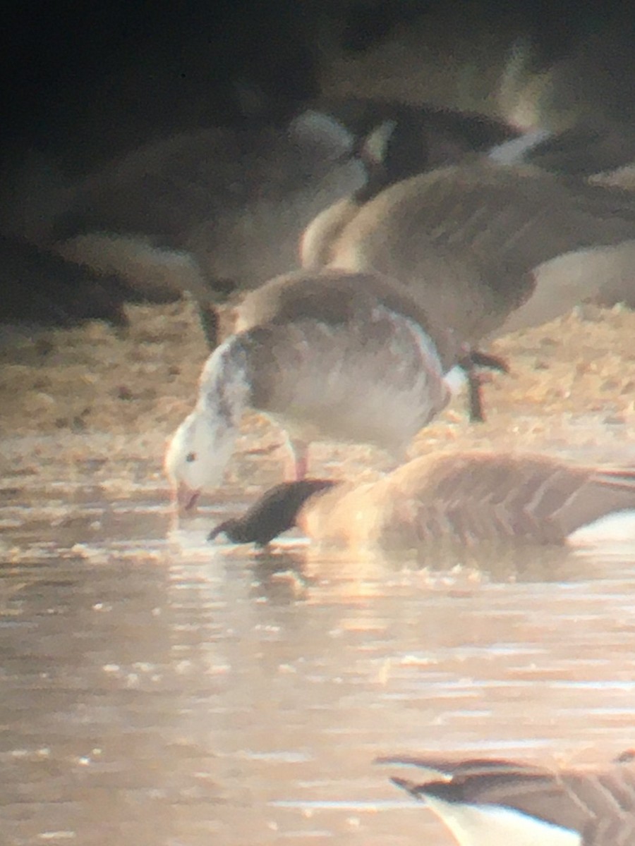 Snow/Ross's x Cackling/Canada Goose (hybrid) - ML632019761