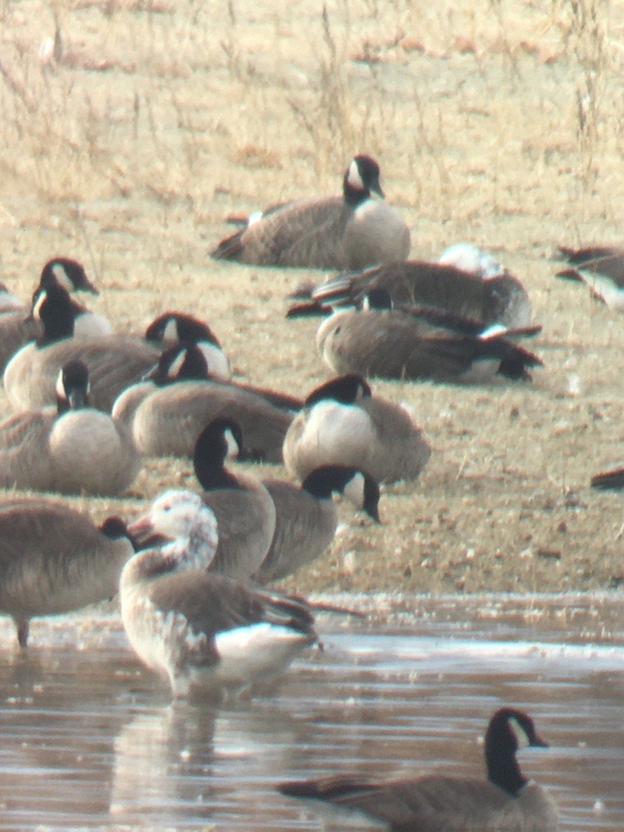 Snow/Ross's x Cackling/Canada Goose (hybrid) - ML632019762