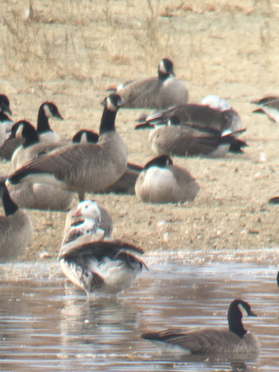 Snow/Ross's x Cackling/Canada Goose (hybrid) - ML632019763