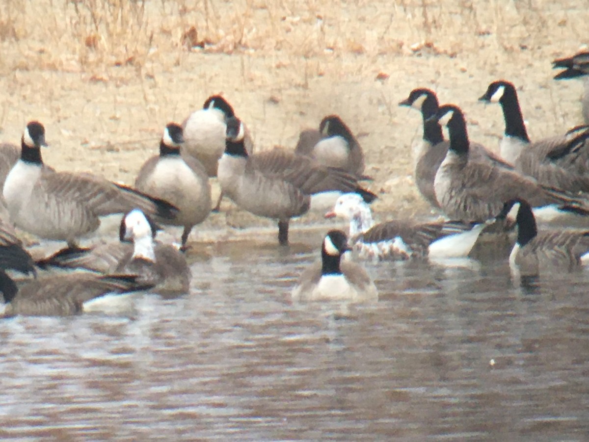 Snow/Ross's x Cackling/Canada Goose (hybrid) - ML632019764