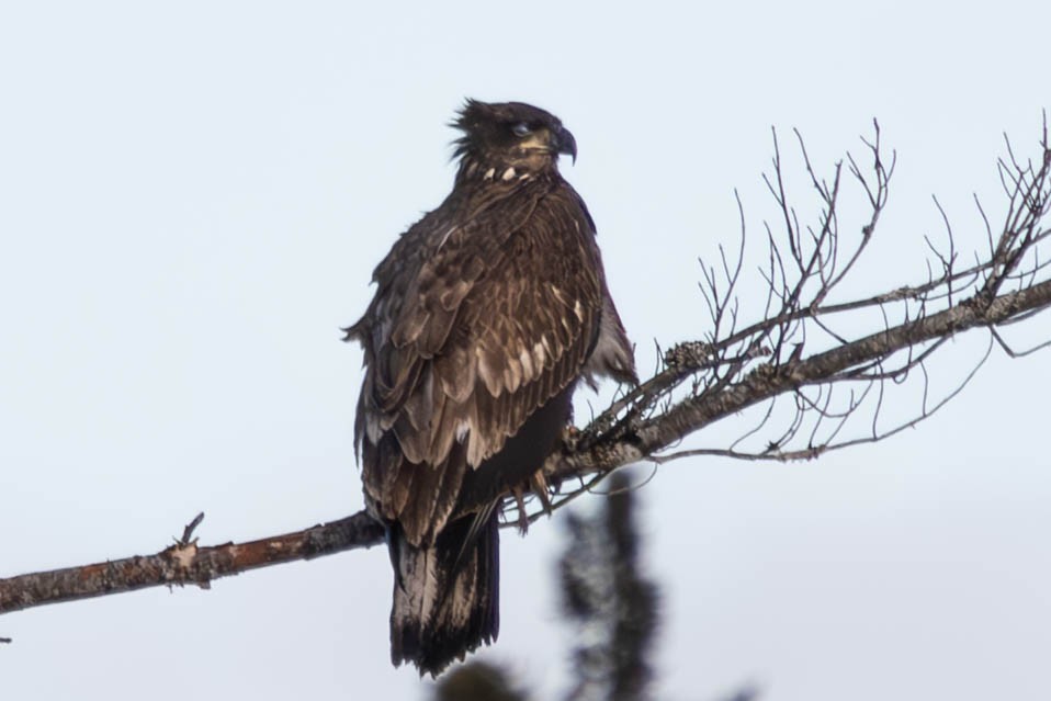 Ak Başlı Kartal - ML632019787