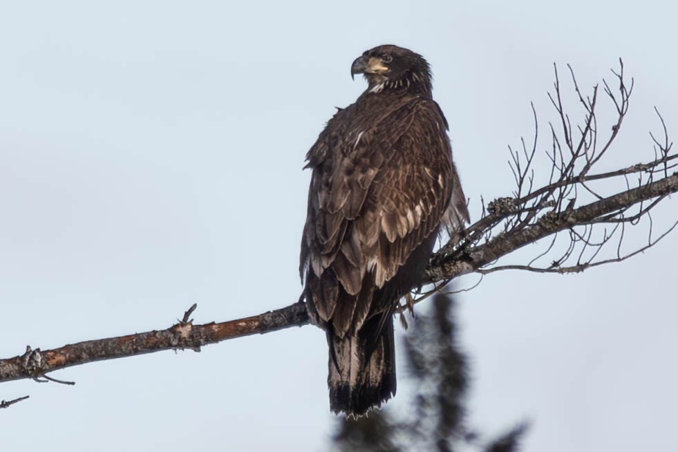 Ak Başlı Kartal - ML632019788