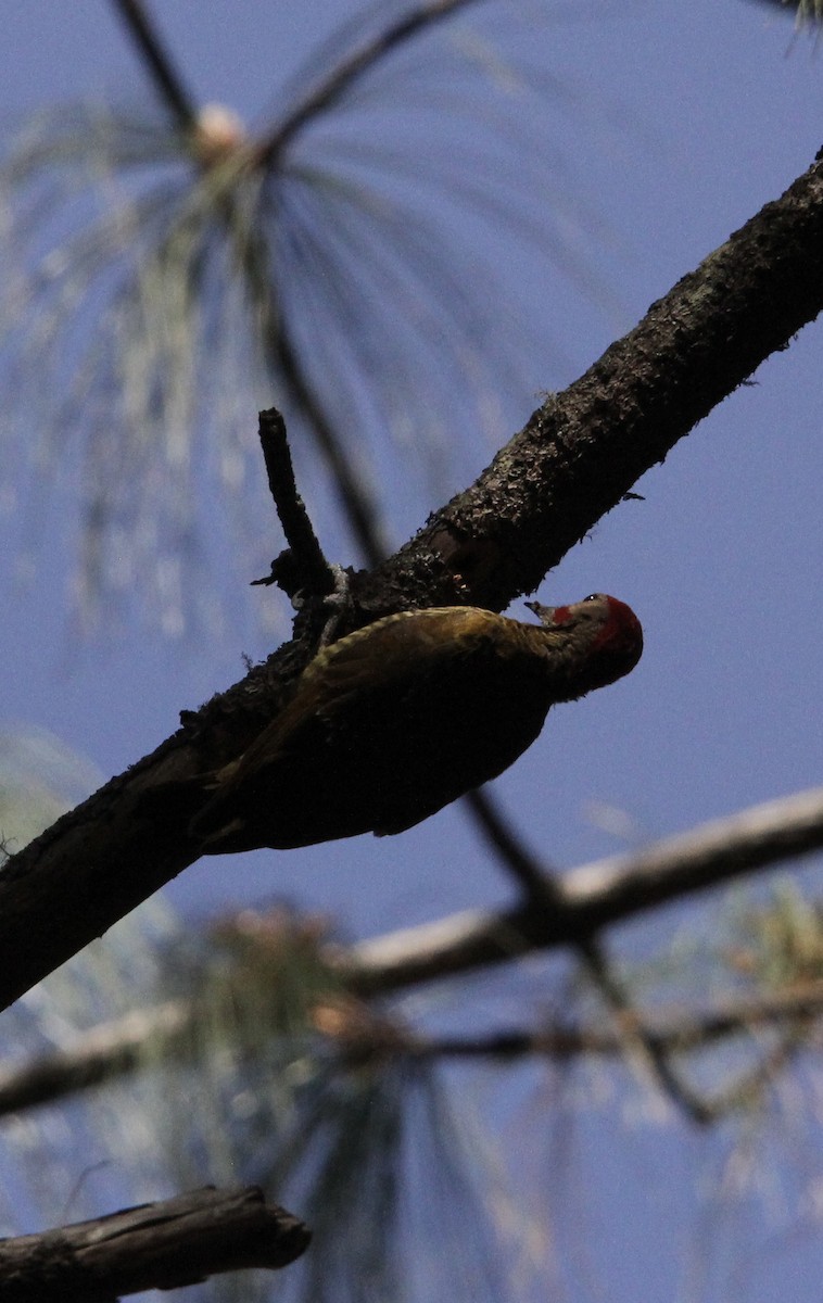 Golden-olive Woodpecker - ML632019798
