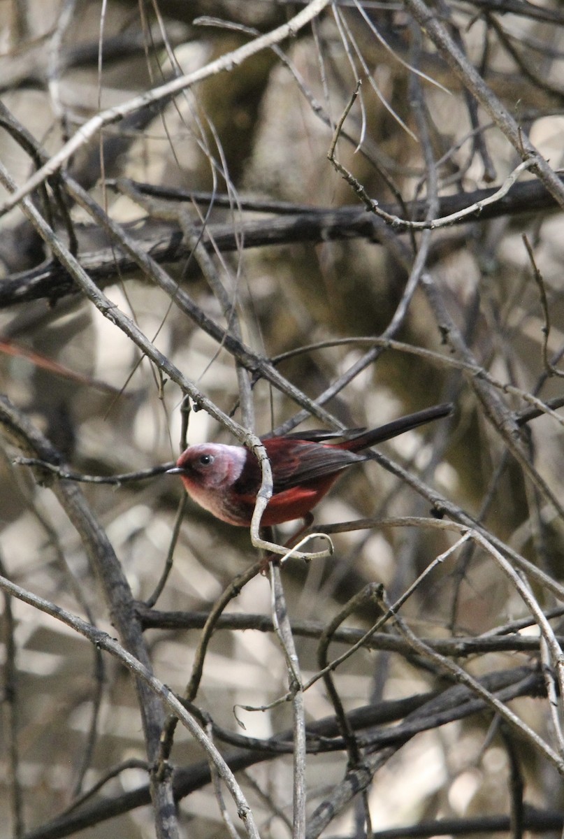 Pink-headed Warbler - ML632019811