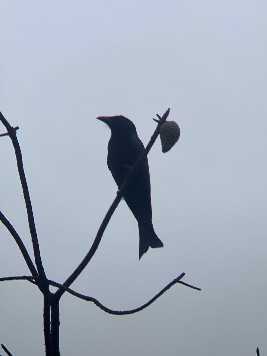 Spangled Drongo (Spangled) - ML632019826