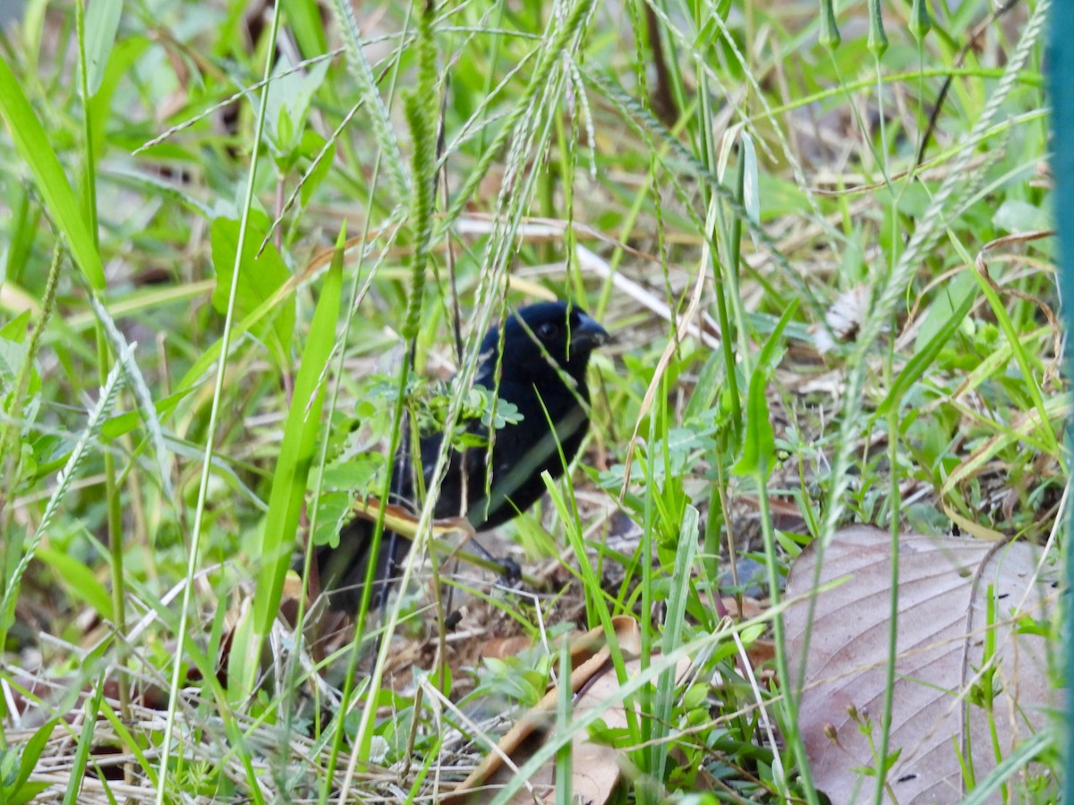 Variable Seedeater - ML632019871