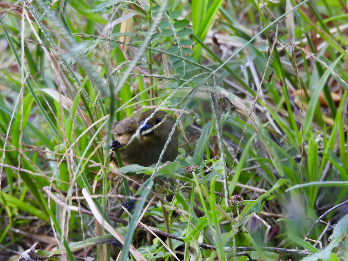 Variable Seedeater - ML632019872