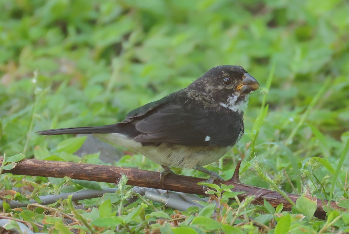 Variable Seedeater - ML632020074