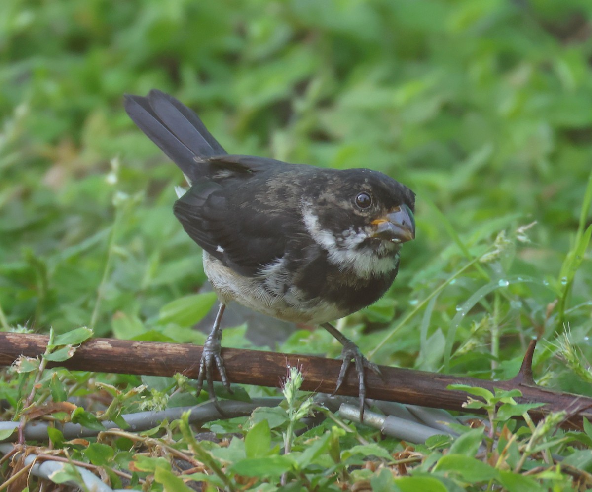 Variable Seedeater - ML632020075