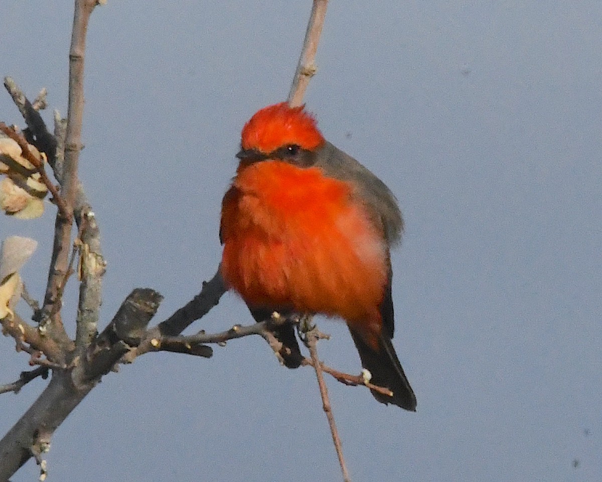 Vermilion Flycatcher - ML632020310