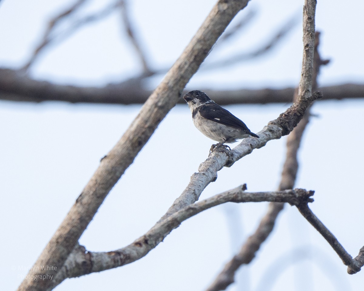 Variable Seedeater - ML632020472