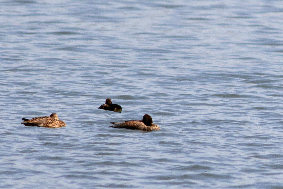 Gadwall - ML632020529
