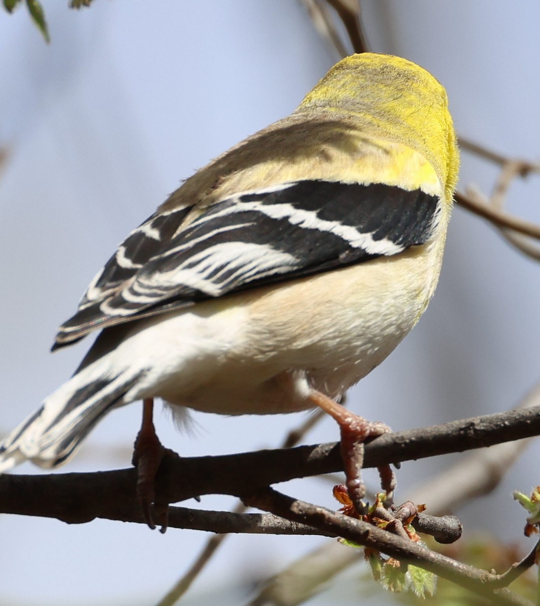 American Goldfinch - ML632020535