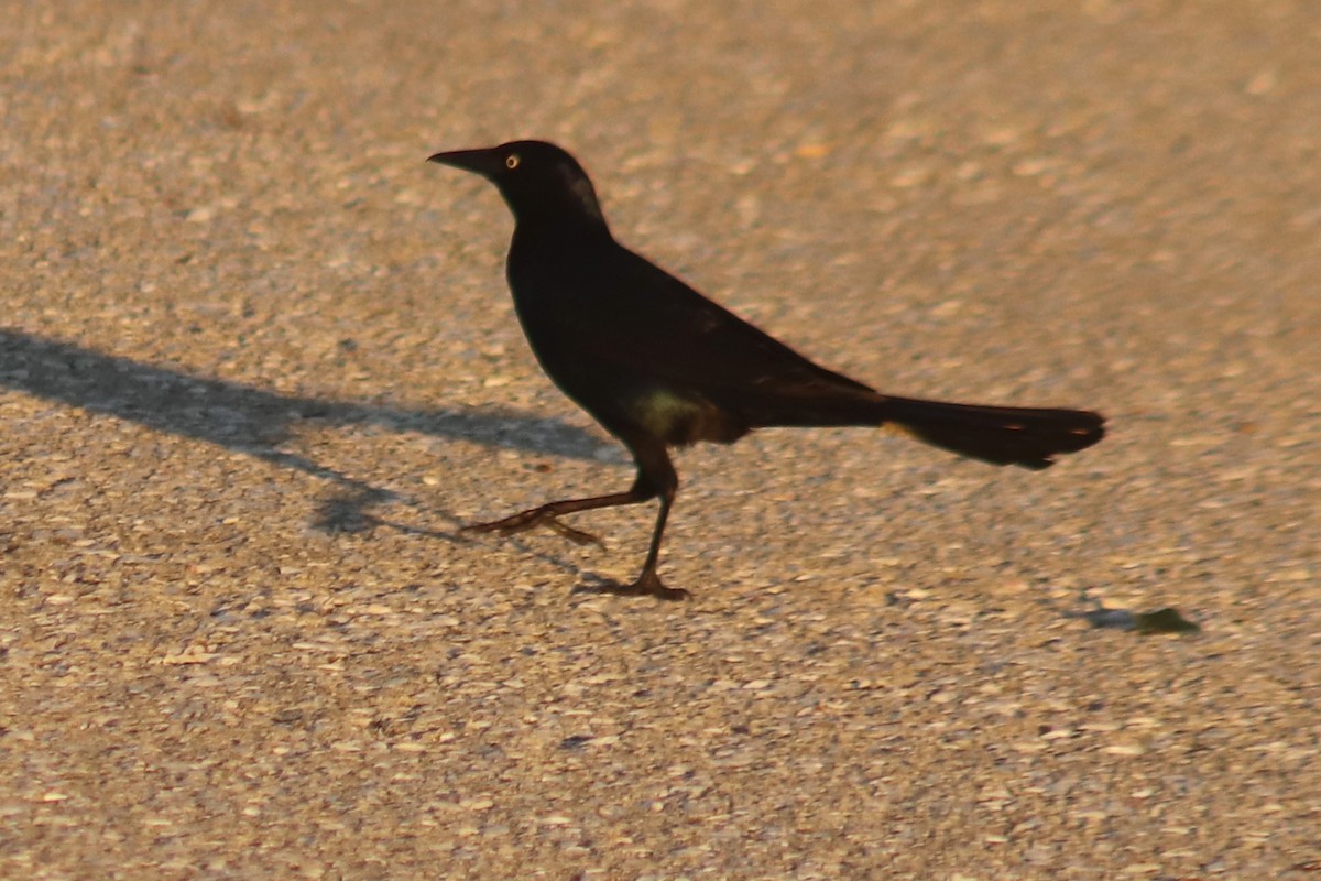 Boat-tailed Grackle - ML632020594
