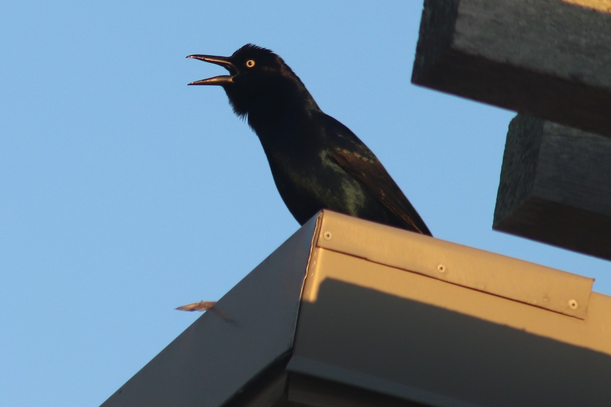 Boat-tailed Grackle - ML632020595