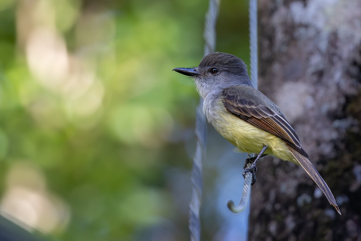 Lesser Antillean Flycatcher - ML632020608