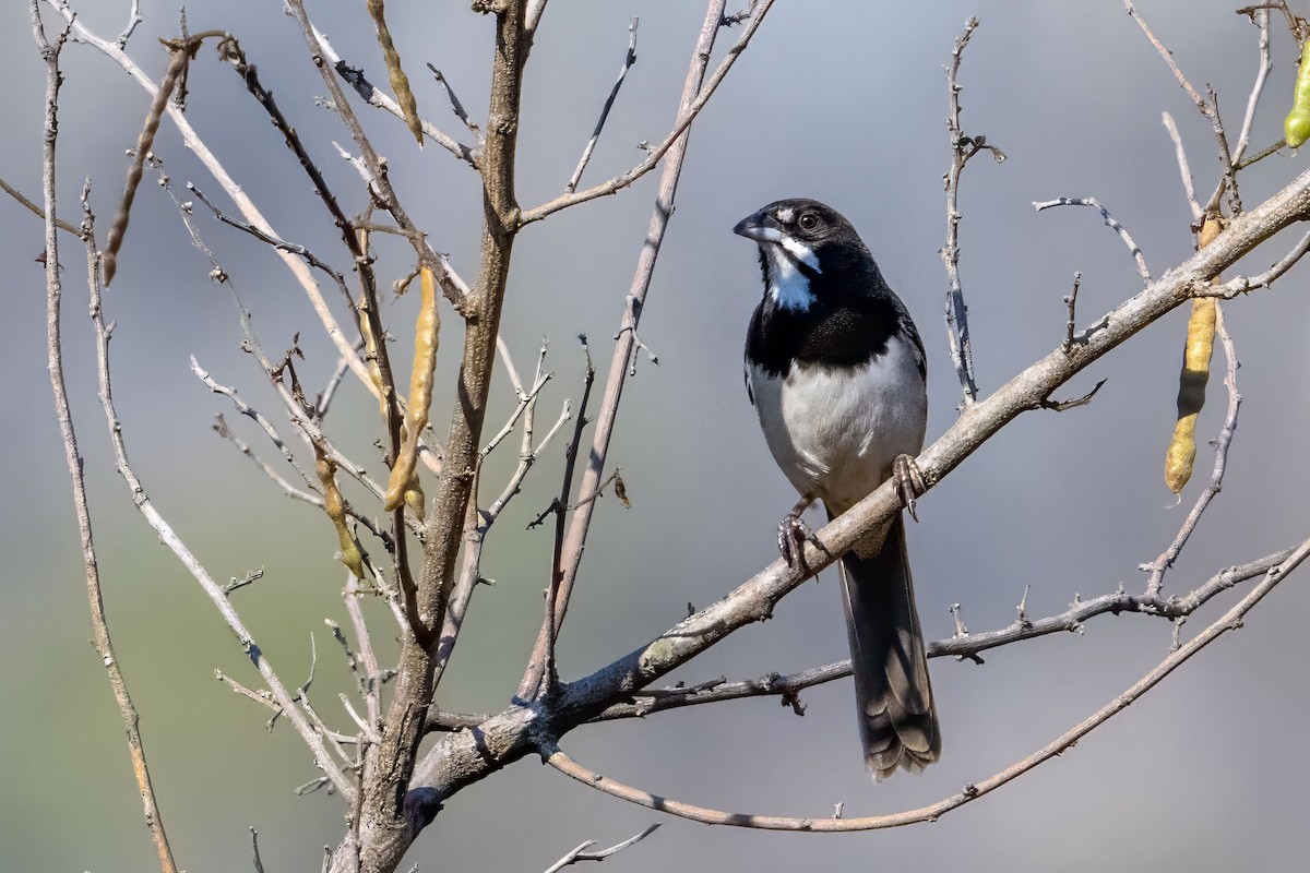 Kara Göğüslü Serçe - ML632020630