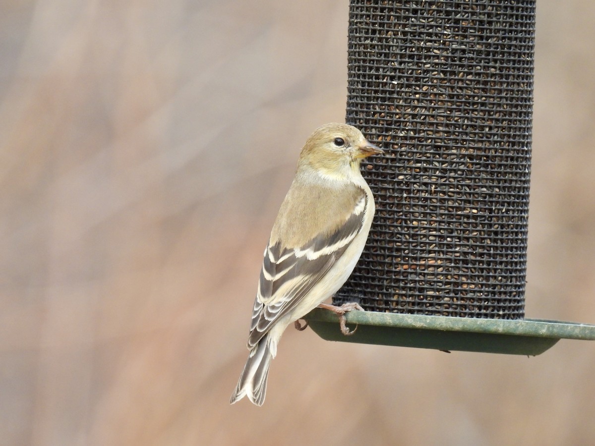 American Goldfinch - ML632020700