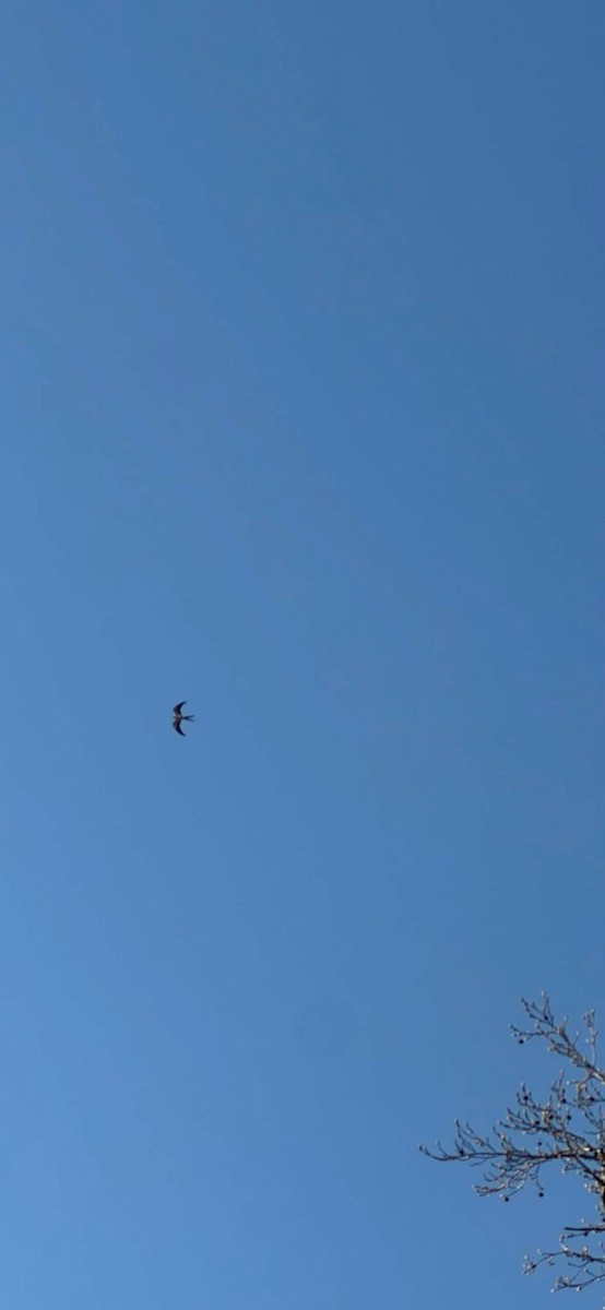 Swallow-tailed Kite - ML632020806