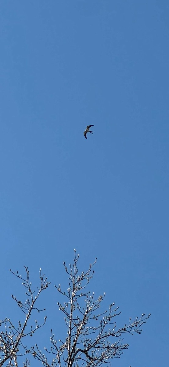 Swallow-tailed Kite - ML632020807