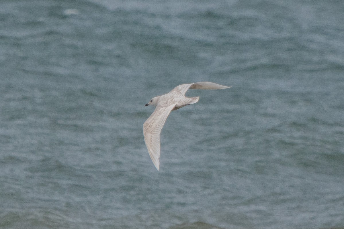 Iceland Gull - ML632020826