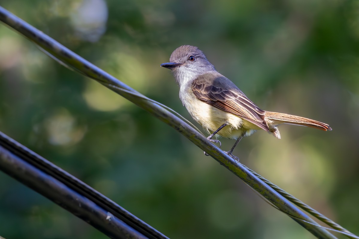 Lesser Antillean Flycatcher - ML632020848
