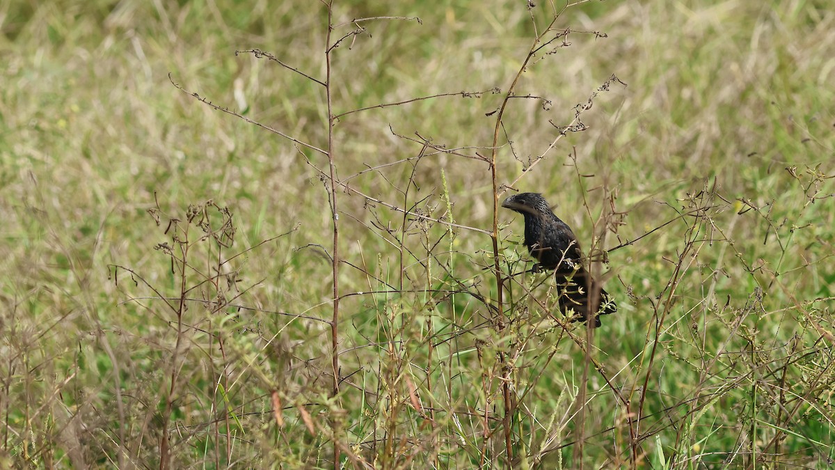 Smooth-billed Ani - ML632020869