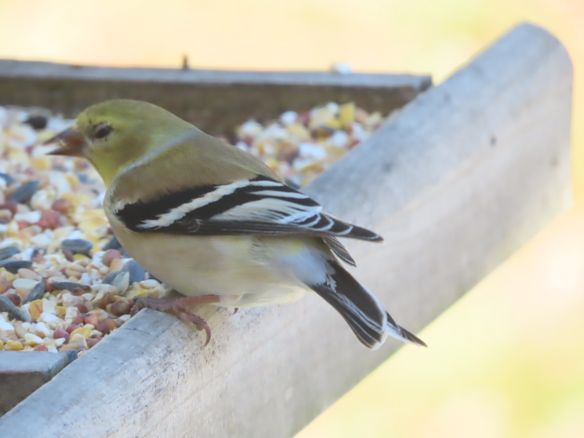 American Goldfinch - ML632020921