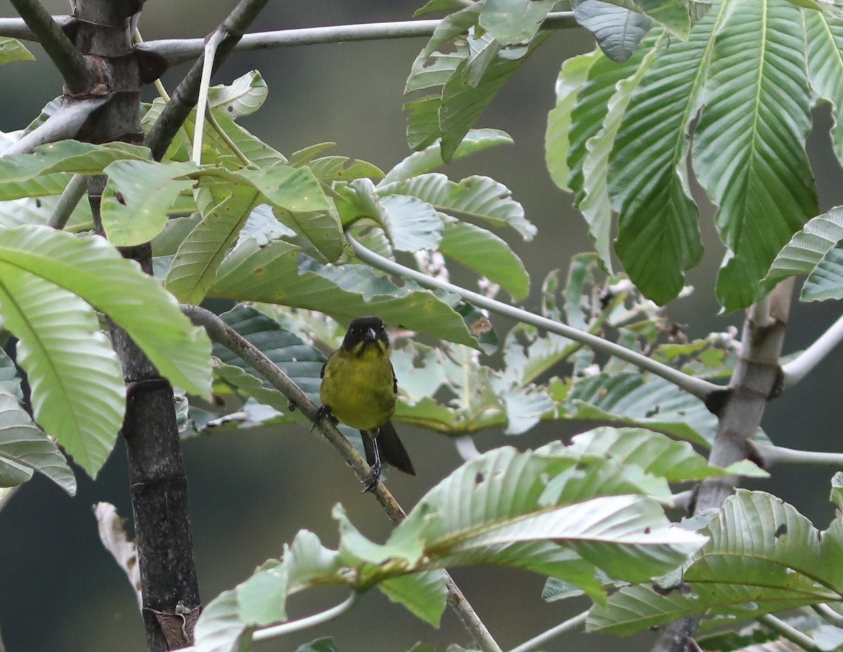 Dusky-headed Brushfinch - ML632021115