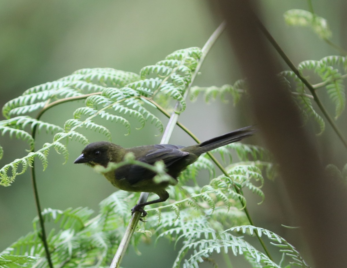 Dusky-headed Brushfinch - ML632021116