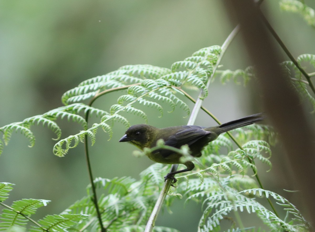 Dusky-headed Brushfinch - ML632021117